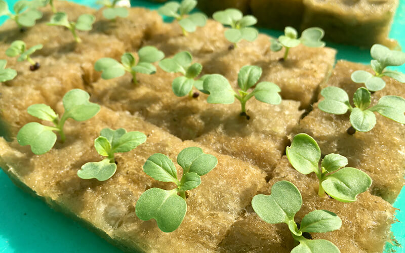 Alternative Hydroponic Substrates-Rockwool/Stonewool Cube Product